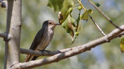 Spotted Flycatcher