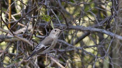 Semicollared Flycatcher