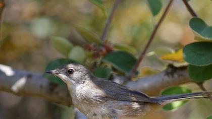 Sardinian Warbler
