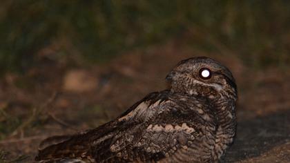 European Nightjar