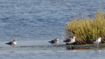 Common Greenshank