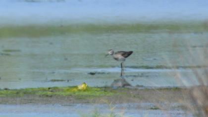 Green Sandpiper