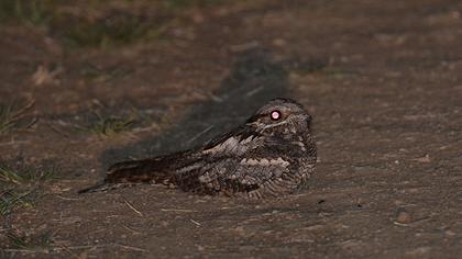 European Nightjar