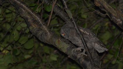 Eurasian Scops Owl