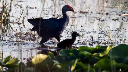 Purple Swamphen