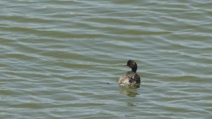 Black-necked Grebe