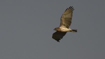 Short-toed Snake Eagle