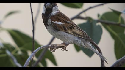 House Sparrow