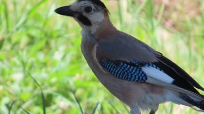 Eurasian Jay