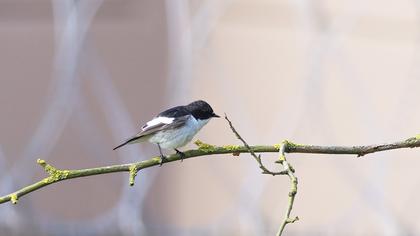 European Pied Flycatcher