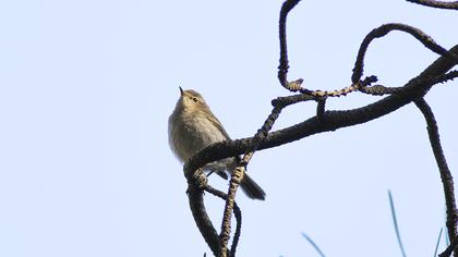 Common Chiffchaff