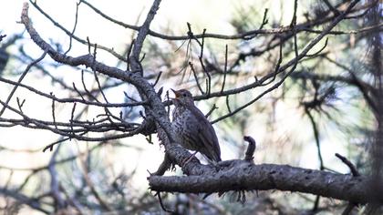 Song Thrush