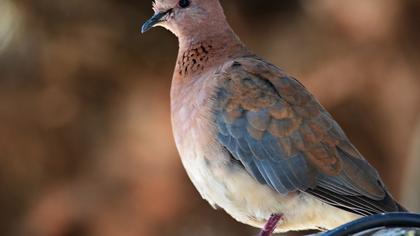 Laughing Dove