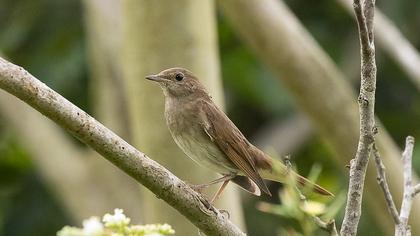 Thrush Nightingale