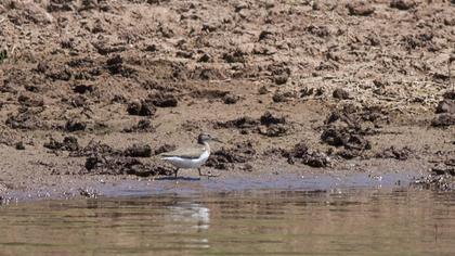 Common Sandpiper
