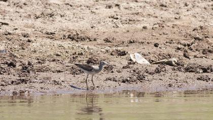 Wood Sandpiper