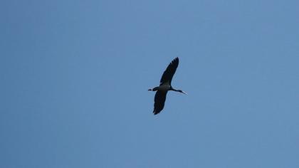 Black Stork