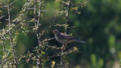 Fieldfare