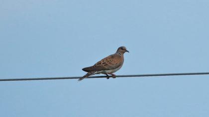 European Turtle Dove