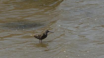 Spotted Redshank