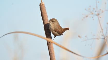 Eurasian Wren