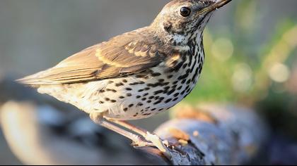 Song Thrush