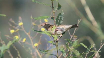 Common Rosefinch