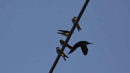 Common House Martin