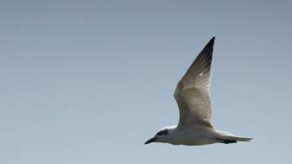 Gull-billed Tern