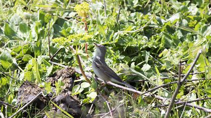Common Whitethroat