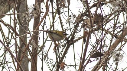 Common Firecrest
