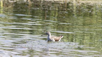 Common Greenshank