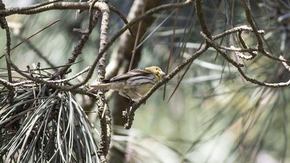 European Serin