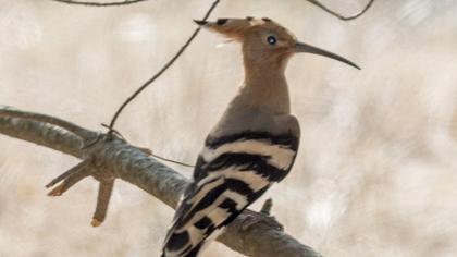 Eurasian Hoopoe