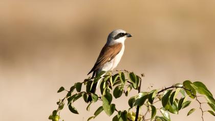 Red-backed Shrike