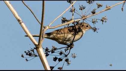 Common Whitethroat