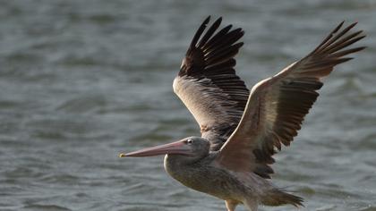 Pink-backed Pelican