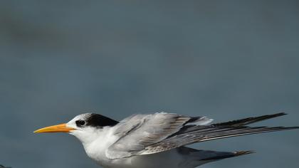 Lesser Crested Tern