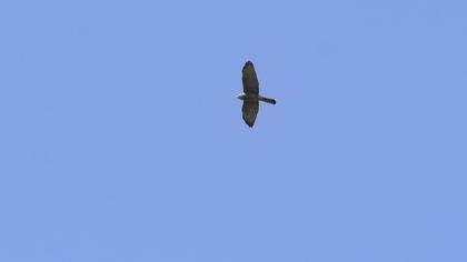 Levant Sparrowhawk