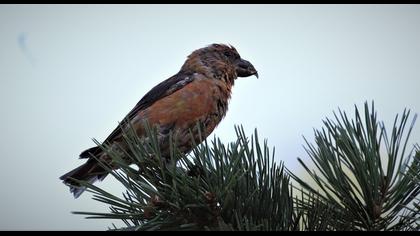 Red Crossbill