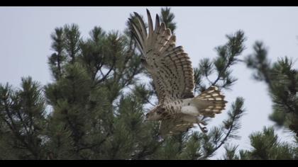 Short-toed Snake Eagle