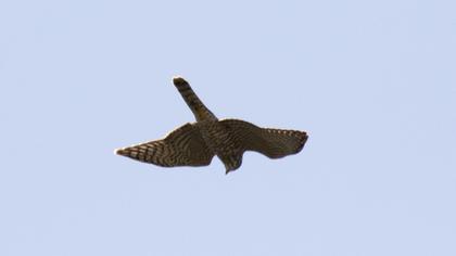 Levant Sparrowhawk