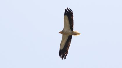 Egyptian Vulture