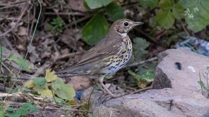 Song Thrush