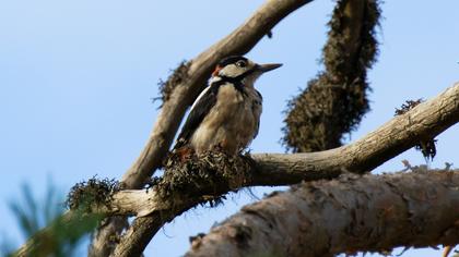 Great Spotted Woodpecker