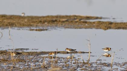 Little Stint