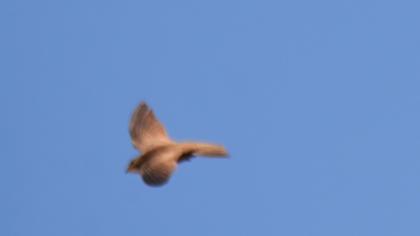 Pallid Swift