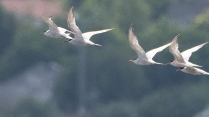 Sandwich Tern