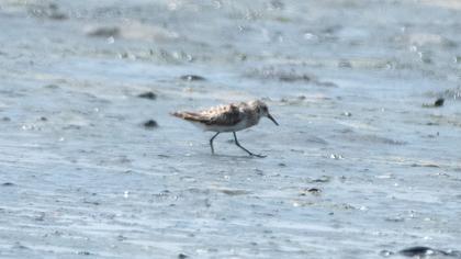 Little Stint