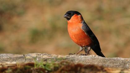 Eurasian Bullfinch